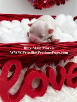 Billy, a male Morkie for sale in Manchester, TN – Photo 2 of 4