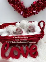 Billy, a male Morkie for sale in Manchester, TN – Photo 3 of 4