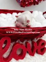 Billy, a male Morkie for sale in Manchester, TN – Photo 1 of 4