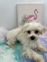 Charlie, a male Morkie for sale in Hillsboro, TN – 9 of 9