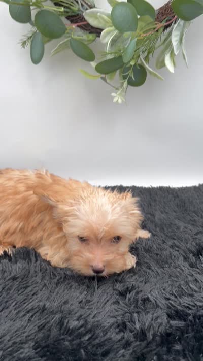 Little Jake the Golddust Yorkie, a male Yorkshire Terrier for sale in Hillsboro, TN – 8 of 9