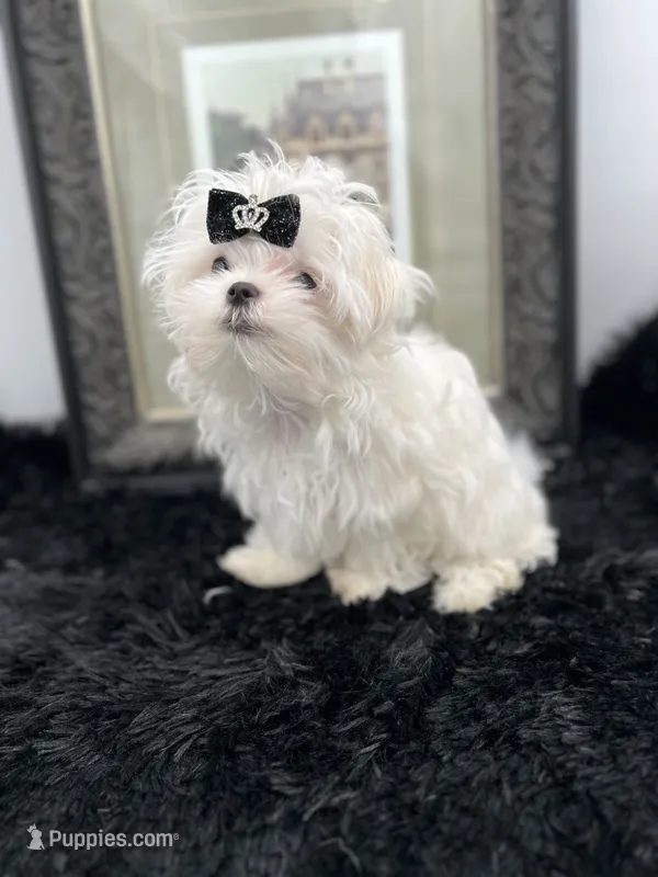 AKC Everett the Korean Maltese – Maltese puppy for sale in Manchester, TN