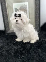 AKC Everett the Korean Maltese, a male Maltese for sale in Manchester, TN – 1 of 10