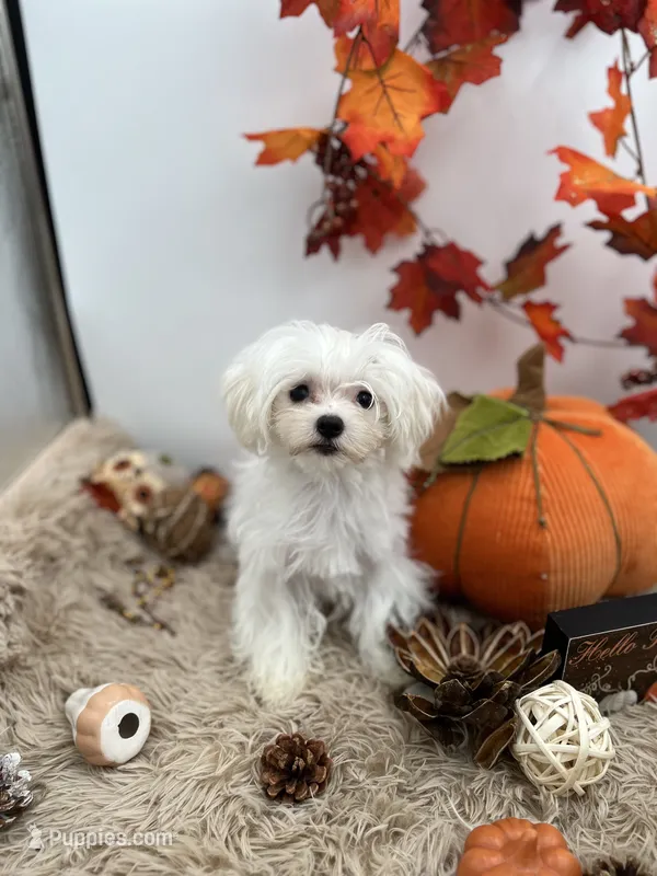 Pearl – Maltese puppy for sale in Hillsboro, TN