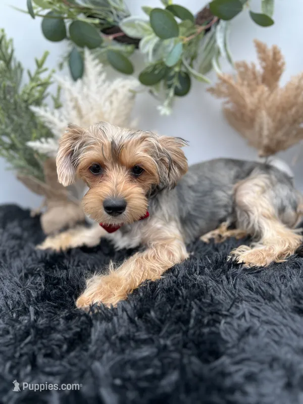 AKC Sham the Yorkie – Yorkshire Terrier puppy for sale in Hillsboro, TN
