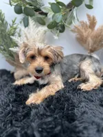 AKC Sham the Yorkie, a male Yorkshire Terrier for sale in Hillsboro, TN – 1 of 10