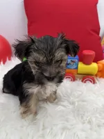 Little Aspen the Morkie, a male Morkie for sale in Manchester, TN – 2 of 7
