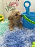 Little Jake the Golddust Yorkie, a male Yorkshire Terrier for sale in Manchester, TN – 5 of 6