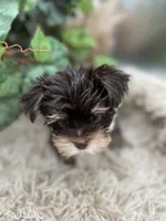 AKC Claire the Yorkie, a female Yorkshire Terrier for sale in Manchester, TN – 2 of 7
