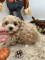 Yang the tiny Maltipoo, a female Maltipoo for sale in Hillsboro, TN – 2 of 10