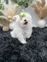 Little micro teacup Minnie, a female Maltese for sale in Hillsboro, TN – 8 of 8