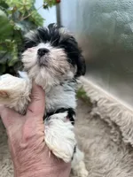 AKC Norah the parti Yorkie, a female Yorkshire Terrier for sale in Manchester, TN – 4 of 8
