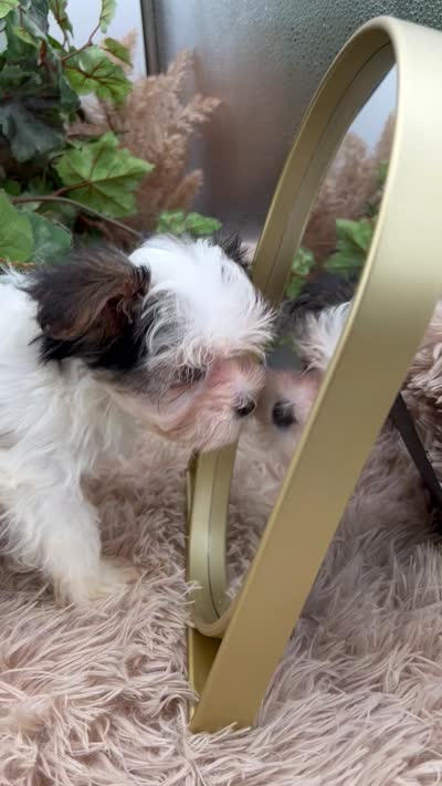 Iris the tiny Morkie, a female Morkie for sale in Manchester, TN – 9 of 10