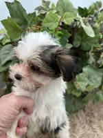 Iris the tiny Morkie, a female Morkie for sale in Manchester, TN – 2 of 10