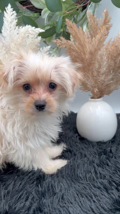 Lexi the tiny Golddust Yorkie, a female Yorkshire Terrier for sale in Hillsboro, TN – 9 of 10