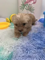 Little Jake the Golddust Yorkie, a male Yorkshire Terrier for sale in Manchester, TN – 4 of 6