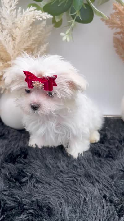 Tiny Milo the Korean teacup Maltese, a male Maltese for sale in Hillsboro, TN – 6 of 6
