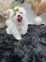 Little micro teacup Minnie, a female Maltese for sale in Hillsboro, TN – 4 of 8