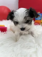 Iris the tiny Morkie, a female Morkie for sale in Manchester, TN – 3 of 7