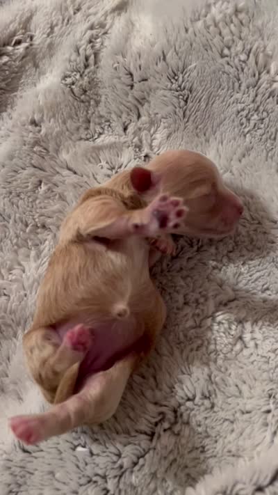 Yang the tiny Maltipoo, a female Maltipoo for sale in Hillsboro, TN – 3 of 4