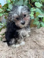 Holly the little Morkie, a female Morkie for sale in Manchester, TN – 3 of 9