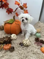Tiny Milo the Korean teacup Maltese, a male Maltese for sale in Hillsboro, TN – 3 of 9