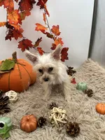 Ellie the tiny Golddust Yorkie, a female Yorkshire Terrier for sale in Hillsboro, TN – 3 of 10
