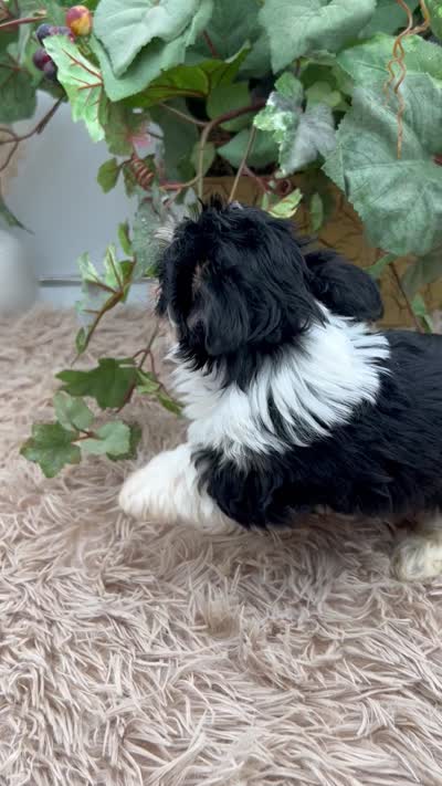 AKC Norah the parti Yorkie, a female Yorkshire Terrier for sale in Manchester, TN – 8 of 8