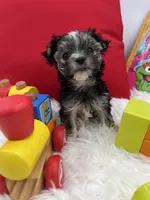 Holly the little Morkie, a female Morkie for sale in Manchester, TN – 3 of 6