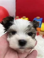 Iris the tiny Morkie, a female Morkie for sale in Manchester, TN – 4 of 7