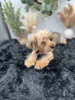 AKC Roc the Yorkie, a male Yorkshire Terrier for sale in Hillsboro, TN – 2 of 10