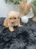 Little Jake the Golddust Yorkie, a male Yorkshire Terrier for sale in Hillsboro, TN – 2 of 9