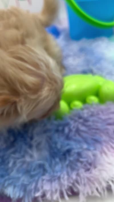 Ellie the Golddust Yorkie , a female Yorkshire Terrier for sale in Manchester, TN – 9 of 9