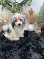 Iris the tiny Morkie, a female Morkie for sale in Hillsboro, TN – 3 of 10