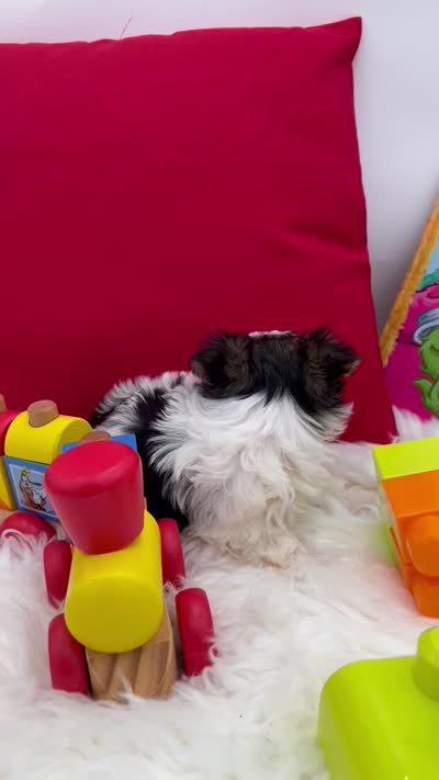 Tiny Rose the Morkie, a female Morkie for sale in Manchester, TN – 6 of 6