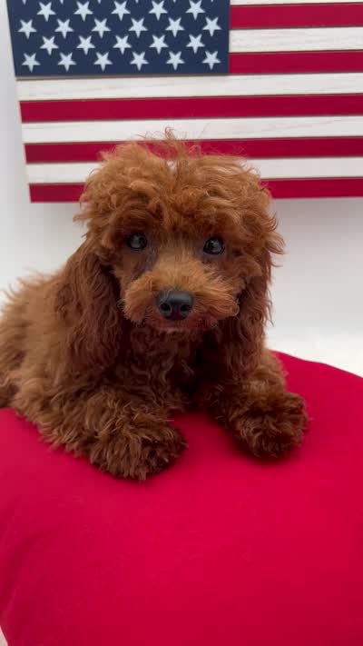 Chen, a male Poodle - Toy  for sale in Manchester, TN – 7 of 8