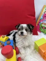 Tiny Rose the Morkie, a female Morkie for sale in Manchester, TN – 4 of 6