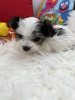 Iris the tiny Morkie, a female Morkie for sale in Manchester, TN – 2 of 7