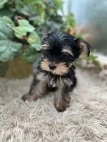 AKC Coco the European Yorkie, a female Yorkshire Terrier for sale in Manchester, TN – 4 of 8