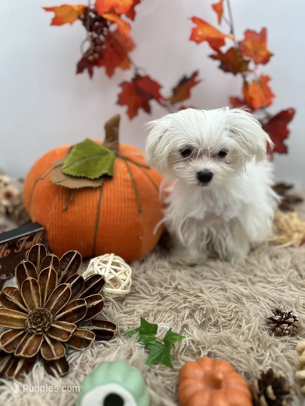 Little Missy the Korean Maltese $3000 – Maltese puppy for sale in Hillsboro, TN