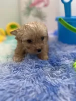 Little Jake the Golddust Yorkie, a male Yorkshire Terrier for sale in Manchester, TN – 2 of 6