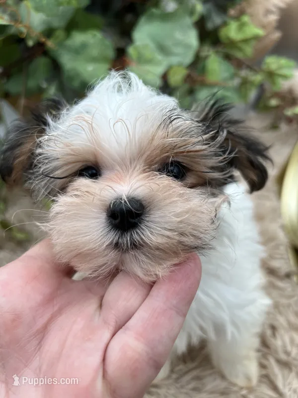 Iris the tiny Morkie – Morkie puppy for sale in Manchester, TN