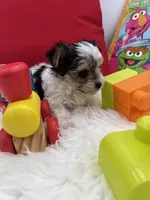 Tiny Rose the Morkie, a female Morkie for sale in Manchester, TN – 3 of 6