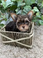 AKC Shannon the Yorkie, a female Yorkshire Terrier for sale in Manchester, TN – 8 of 10