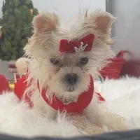 Goldie, a female Maltese and Yorkshire Terrier for sale in Manchester, TN – Photo 2 of 10