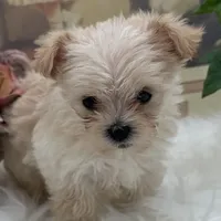 Goldie, a female Maltese and Yorkshire Terrier for sale in Manchester, TN – Photo 6 of 10