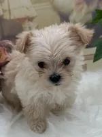 processed/b35efb8d-23d0-4d0a-be95-cfa82985b3fd/listing/75b1cfb7-01ea-4ec4-a782-05c4ce3dbbf1/5dfdae11-4eda-46bc-9f69-fb00c1e11c7b