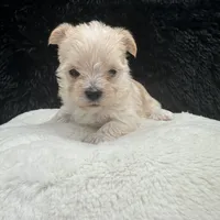Goldie, a female Maltese and Yorkshire Terrier for sale in Manchester, TN – Photo 5 of 10