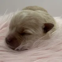 Goldie, a female Maltese and Yorkshire Terrier for sale in Manchester, TN – Photo 8 of 10