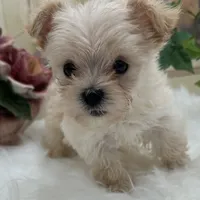 Goldie, a female Maltese and Yorkshire Terrier for sale in Manchester, TN – Photo 4 of 10